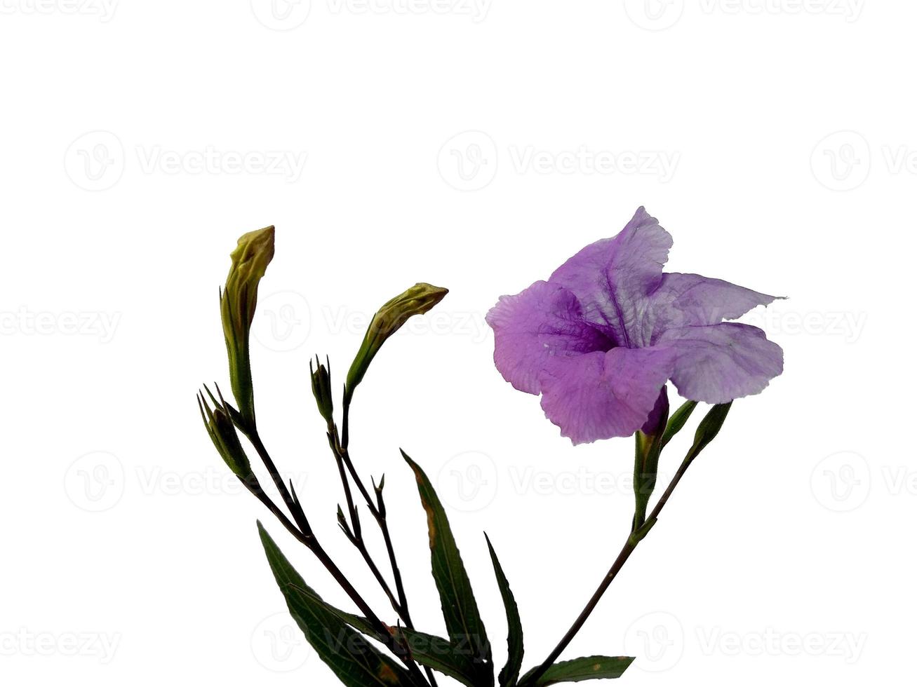 flor roxa de ruellia tuberosa isolada no fundo branco foto