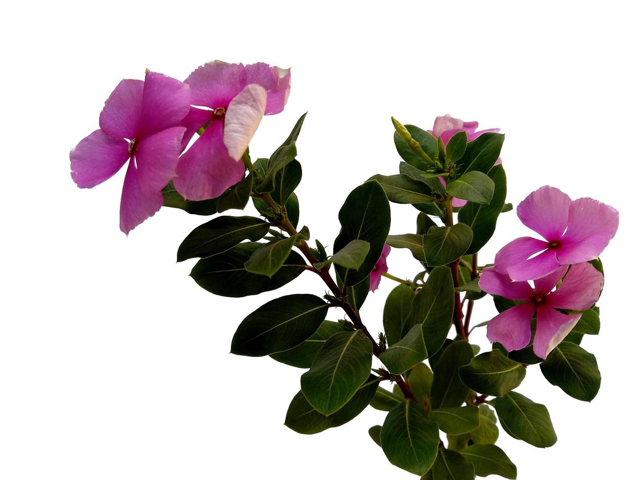 flor de vinca ou madagascar pervinca isolada no fundo branco foto