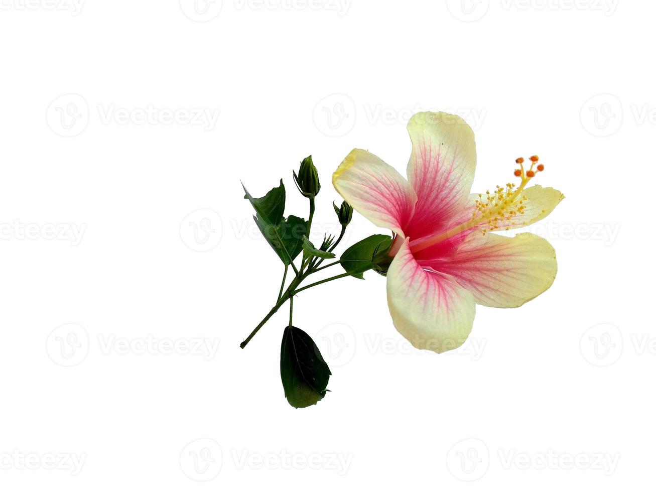 flor de cultivo de hibisco isolada no fundo branco foto