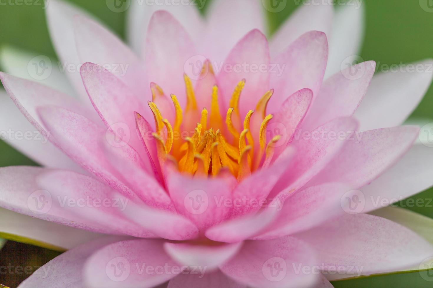 flor de lótus rosa foto