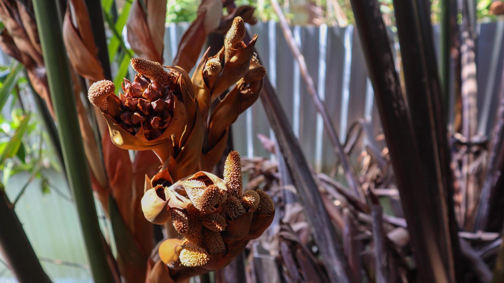 bela flor de palmeira nipa - flor de manhã com aroma doce se espalhando. foto