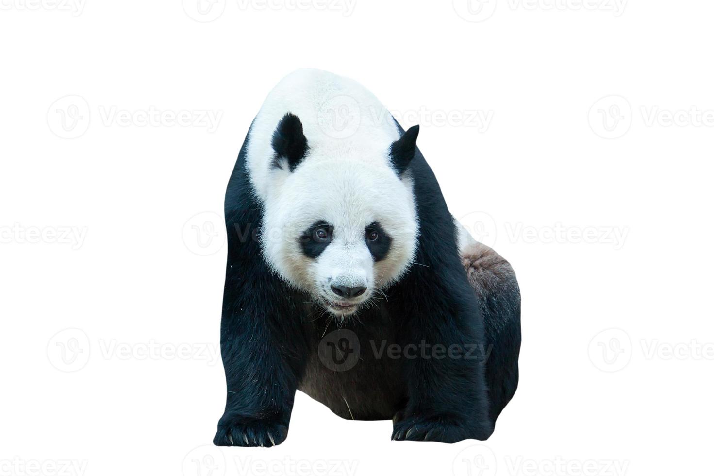 urso panda gigante isolado em branco foto