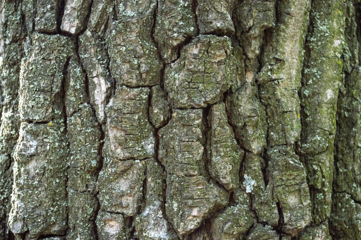 fundo de casca de árvore decídua foto