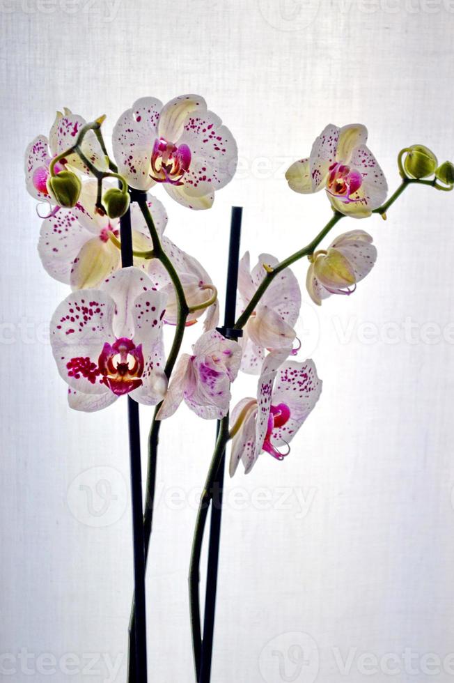 orquídea phalaenopsis florescendo foto