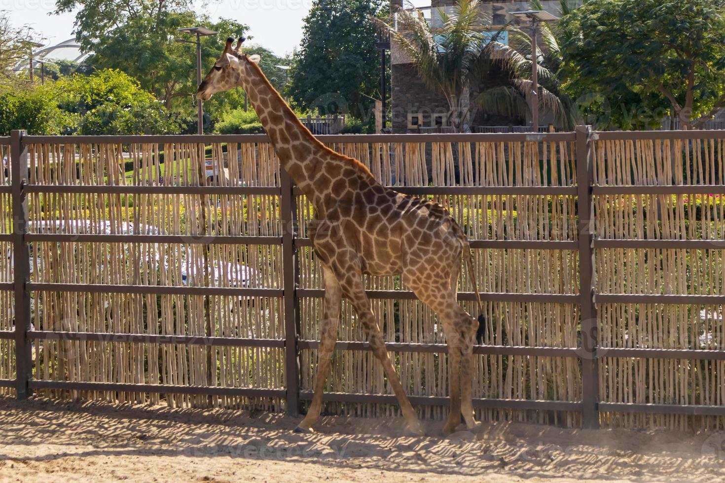 girafa no parque foto