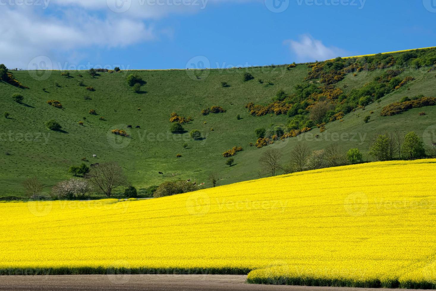 colza no campo ondulante de sussex foto