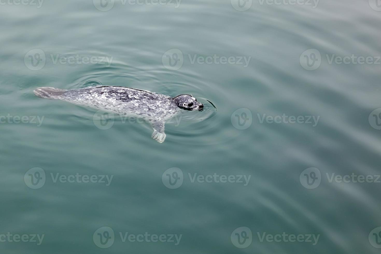 foca comum nadando no mar em monterey foto