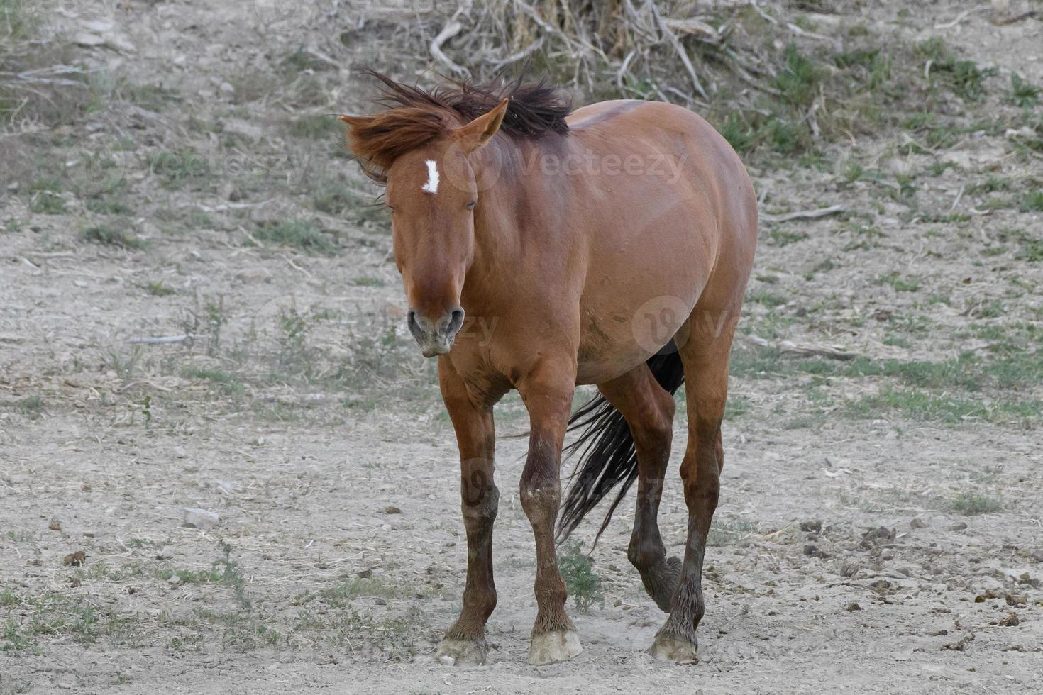 cavalos mustang selvagens no colorado foto