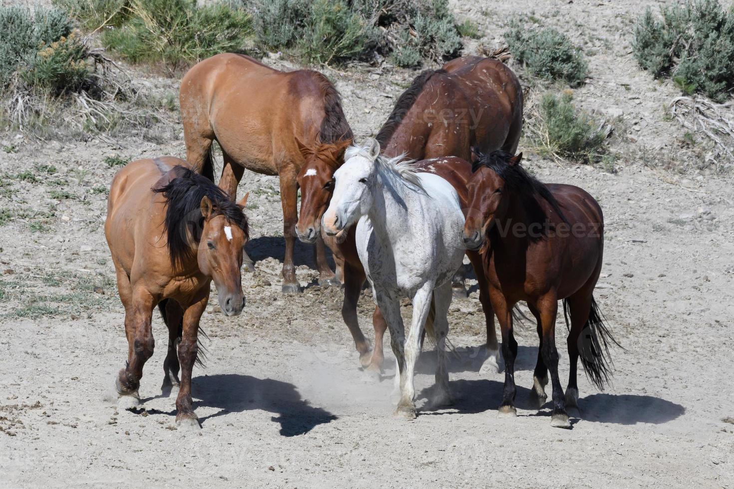 cavalos mustang selvagens no colorado foto