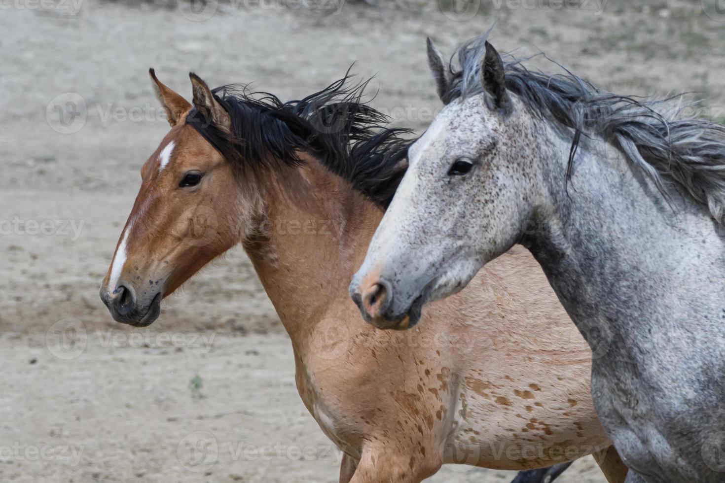 cavalos mustang selvagens no colorado foto