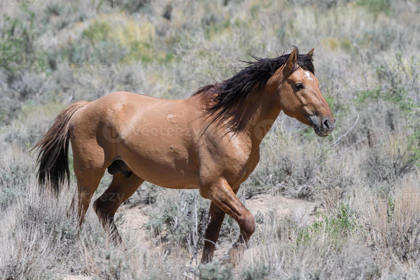 cavalos mustang selvagens no colorado foto