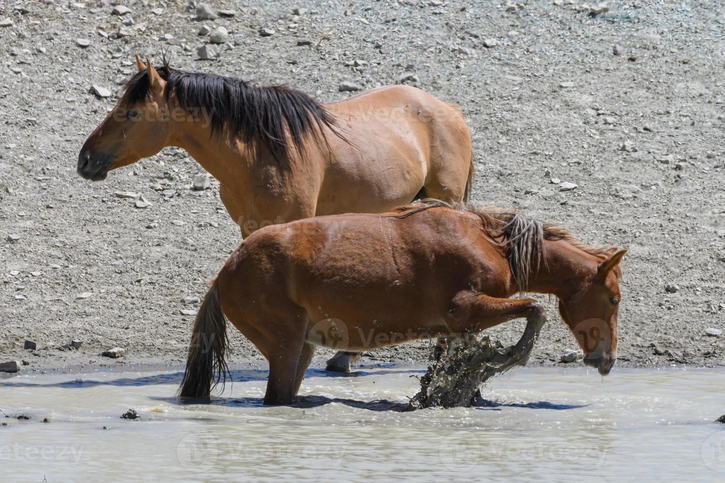 cavalos mustang selvagens no colorado foto