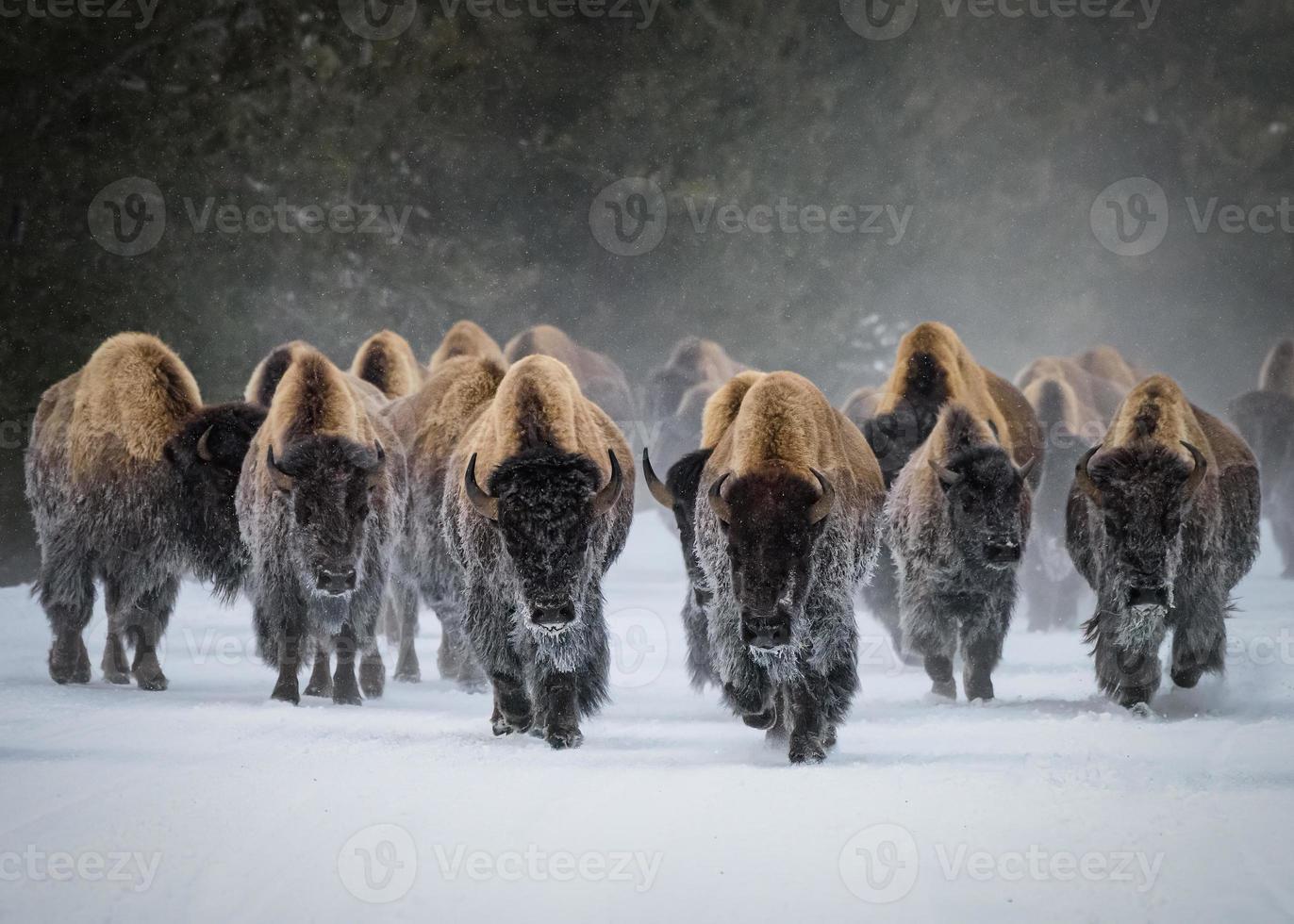 manada de bisão americano, parque nacional de yellowstone. cena de inverno. foto