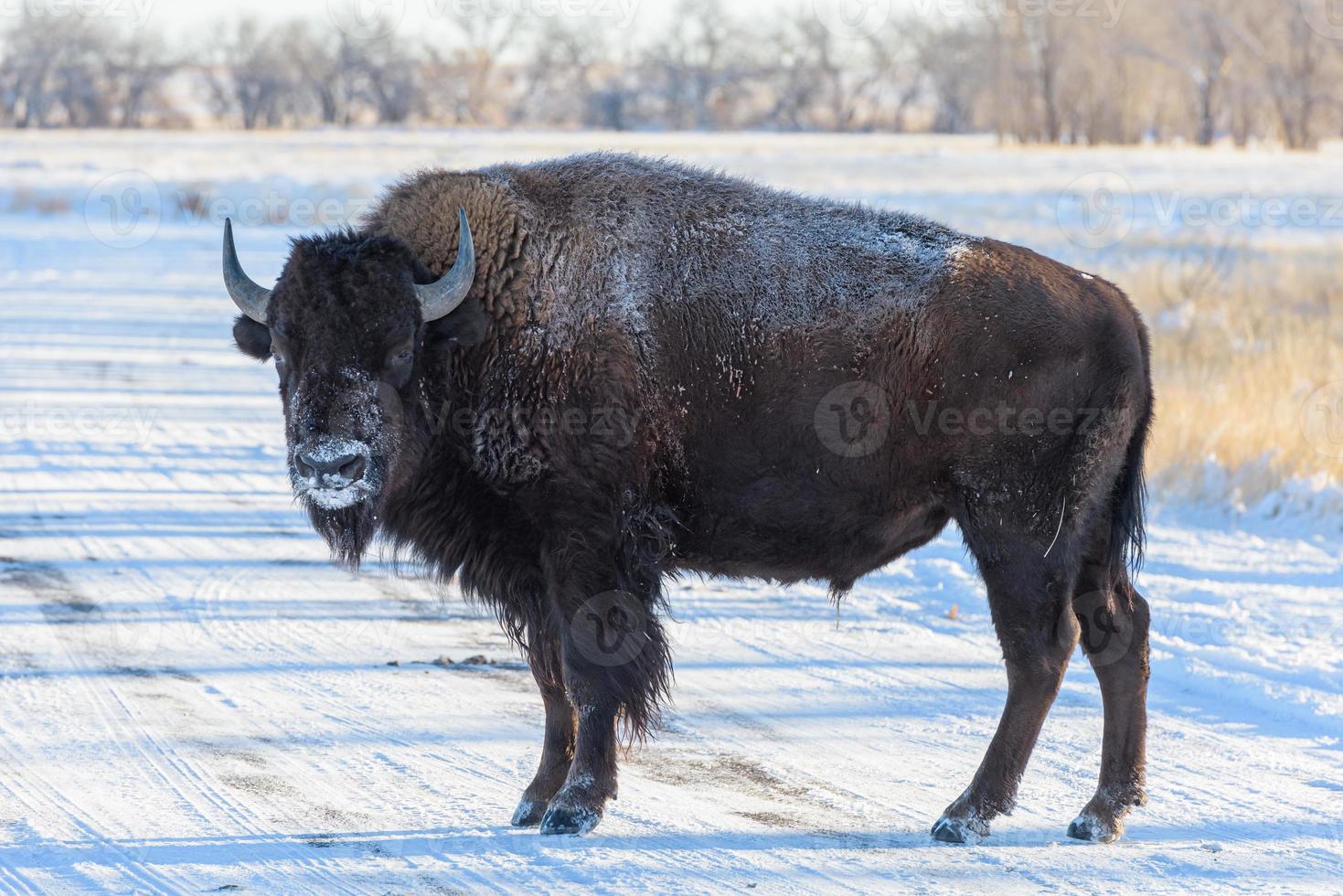 bisão americano nas planícies altas do colorado. bisão touro. touro coberto de neve em pé em uma estrada. foto