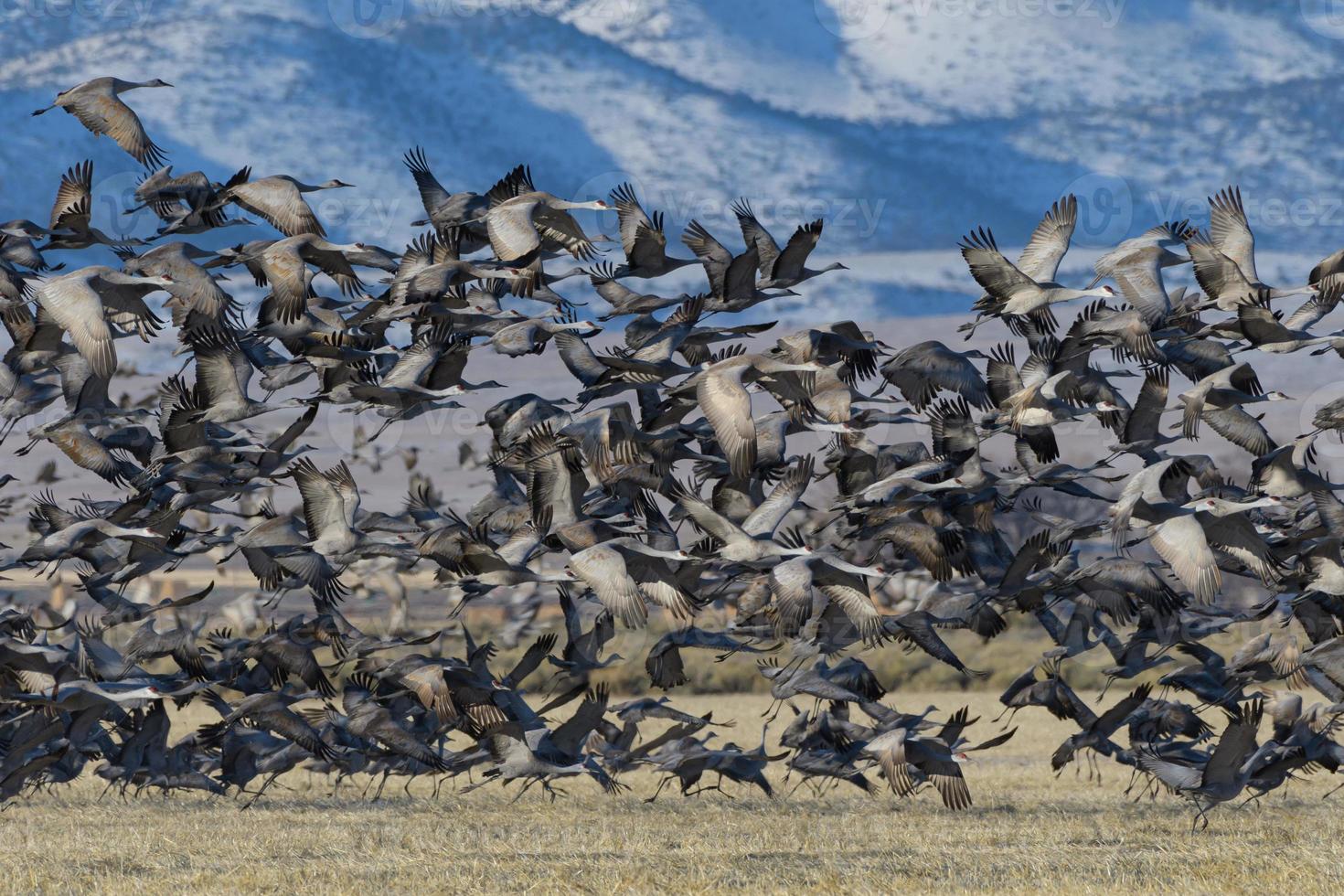 decolagem do guindaste sandhill. migrando grous sandhill em monte vista, colorado foto