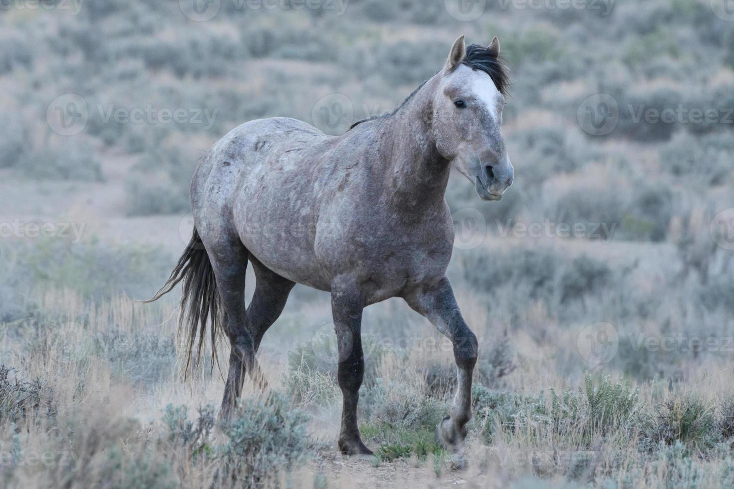 cavalos mustang selvagens no colorado foto