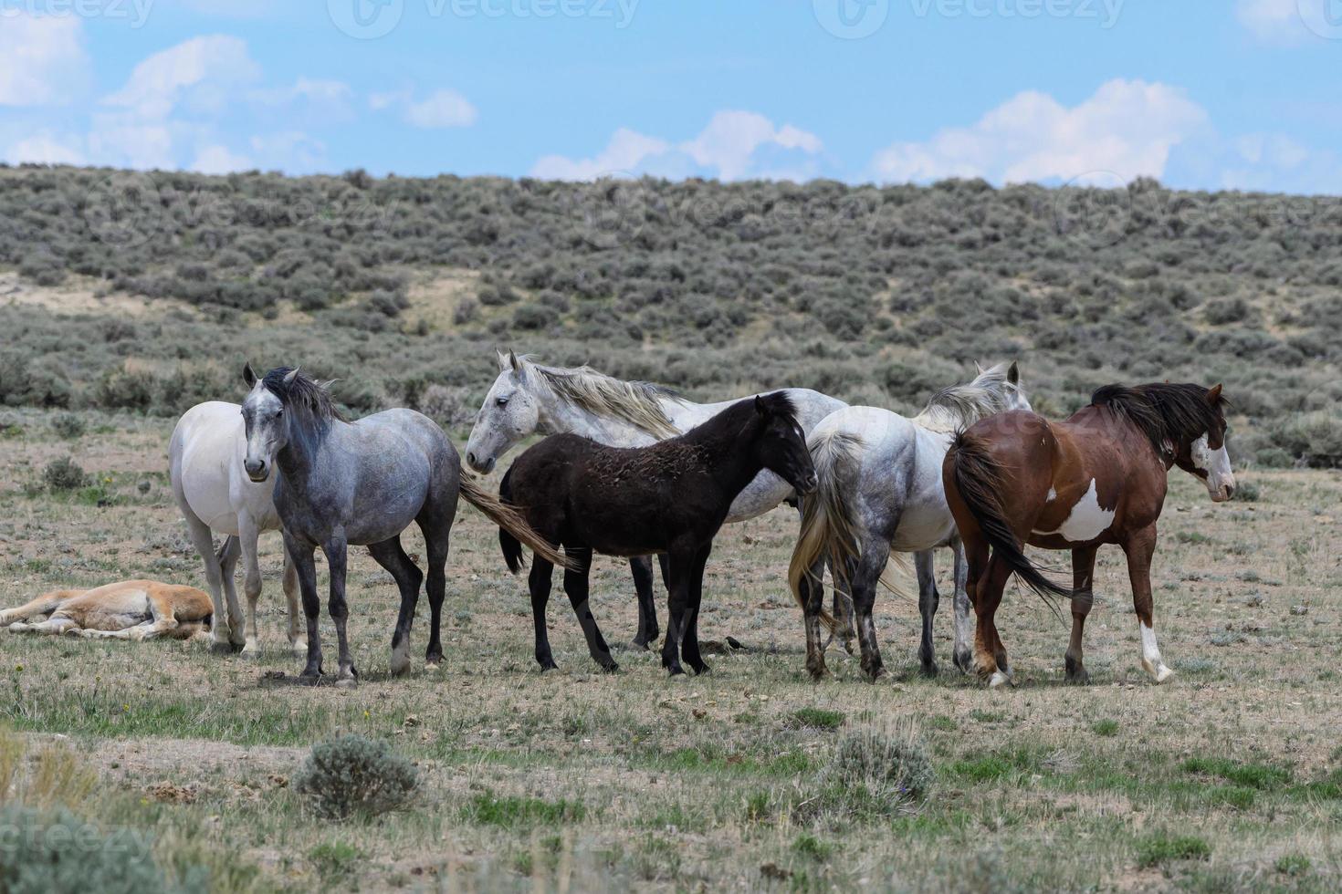 cavalos mustang selvagens no colorado foto