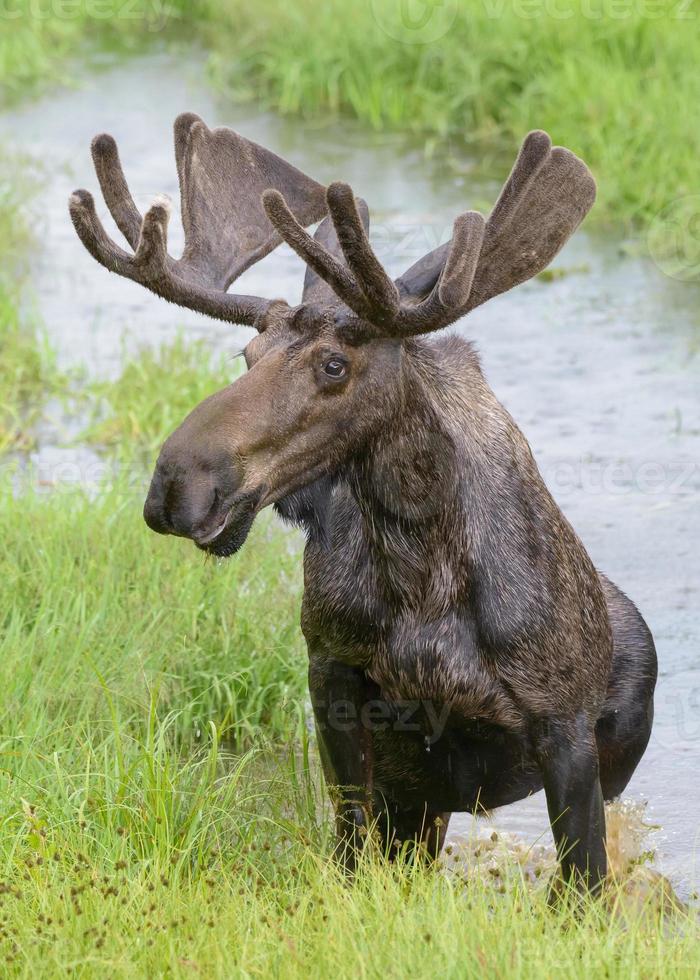 shiras alces nas montanhas rochosas do colorado foto