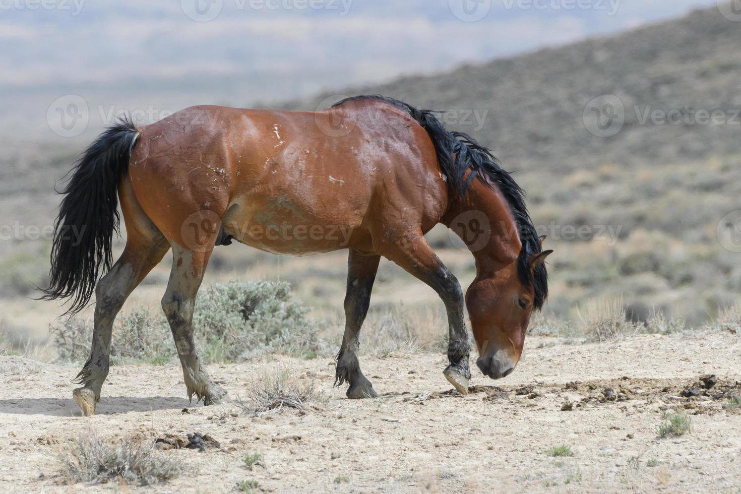 cavalos mustang selvagens no colorado foto