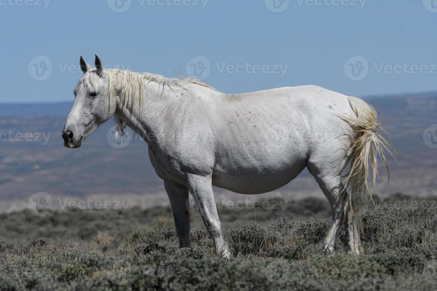 cavalos mustang selvagens no colorado foto