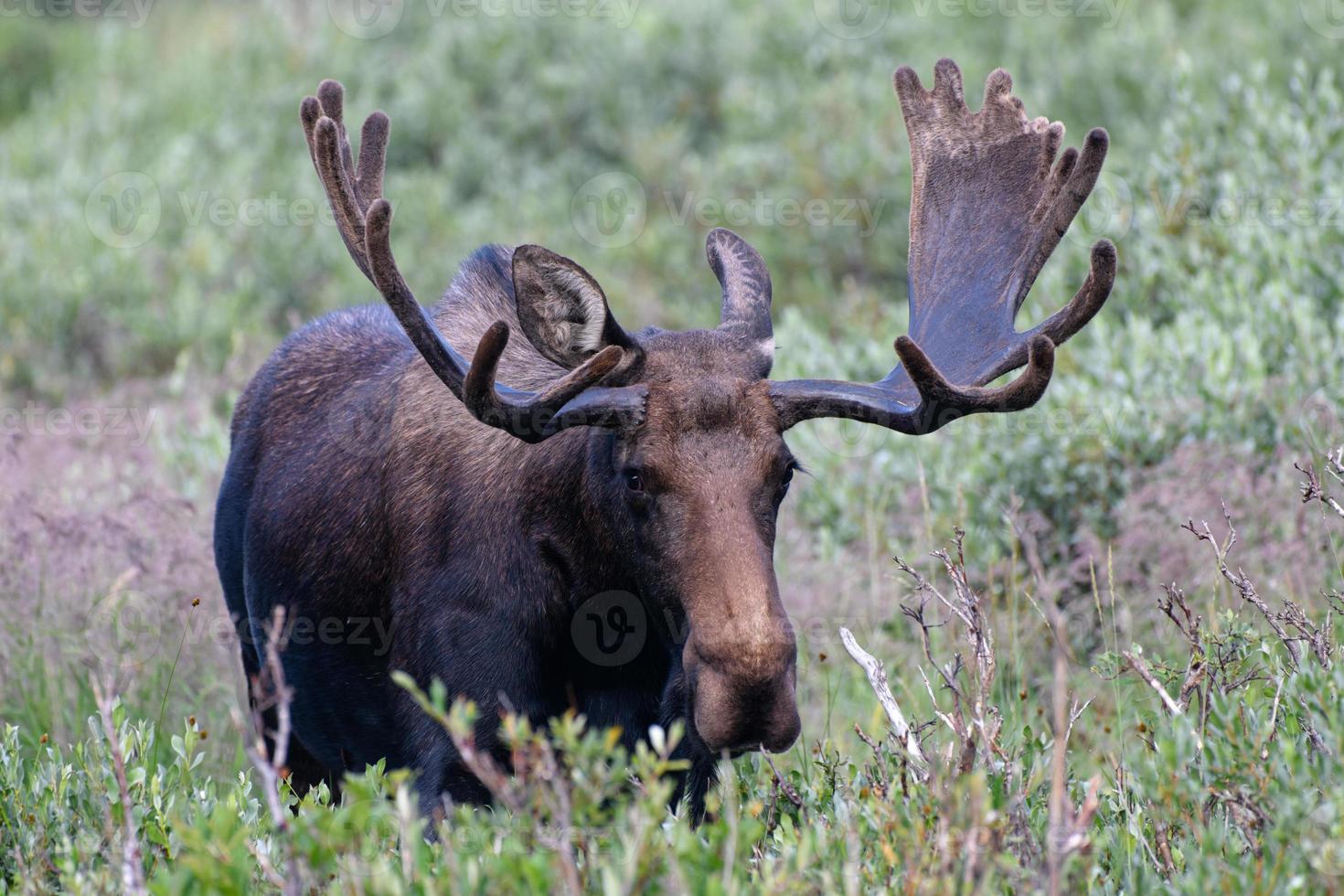 alce nas montanhas rochosas do colorado foto