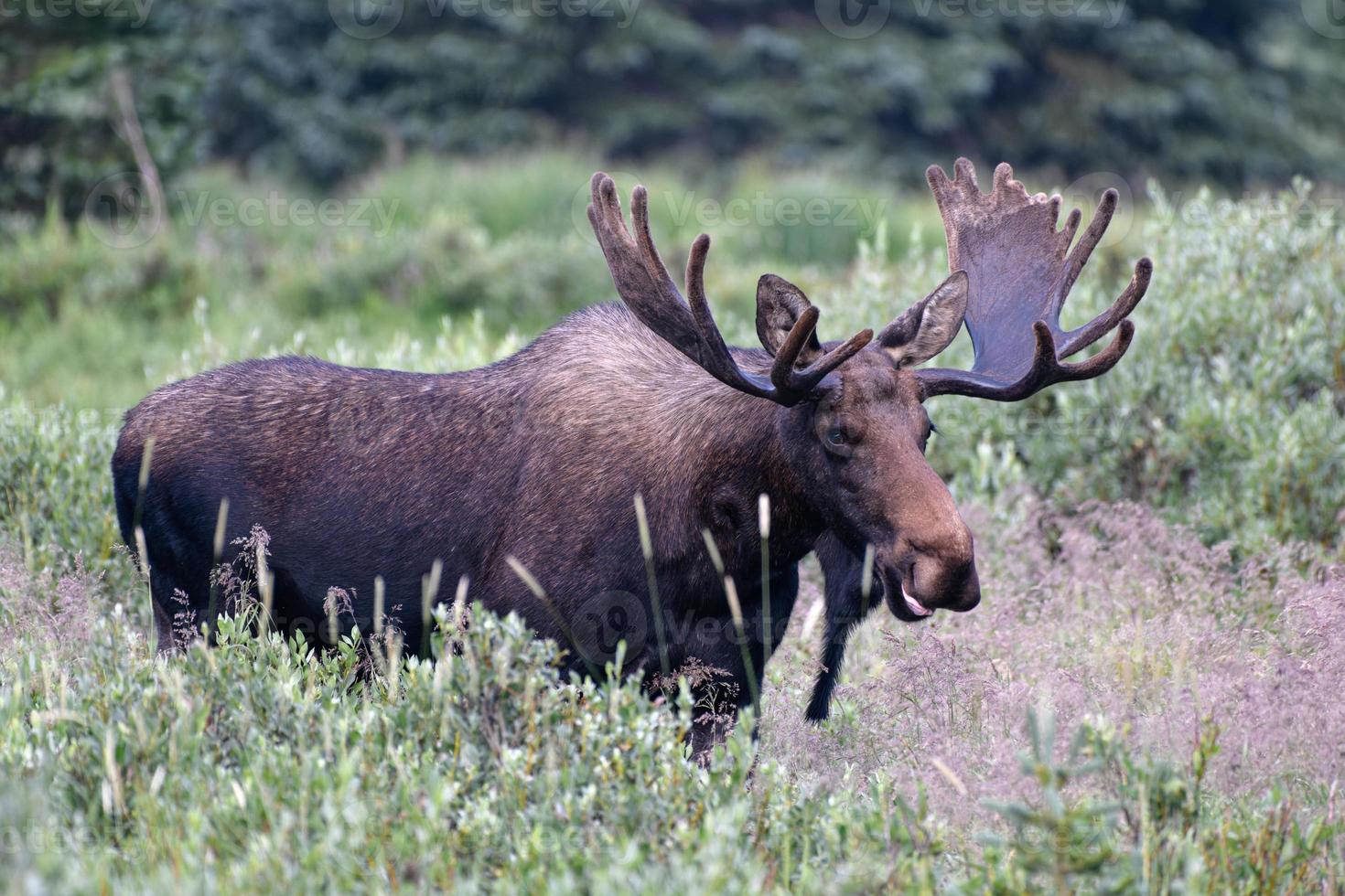 alce nas montanhas rochosas do colorado foto