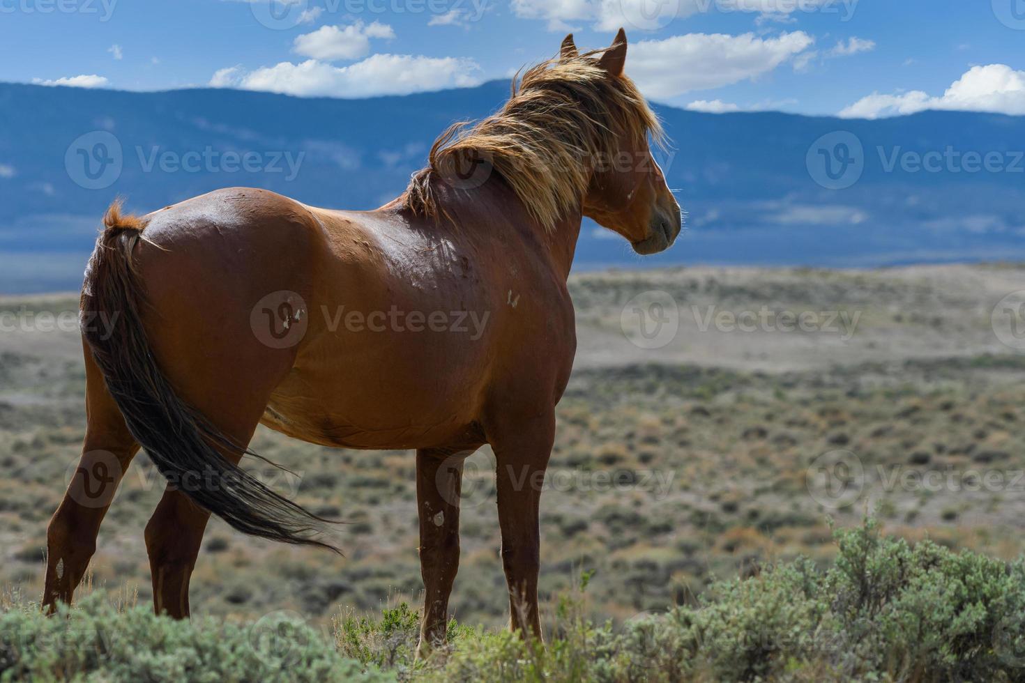 cavalos mustang selvagens na bacia de lavagem de areia, colorado foto