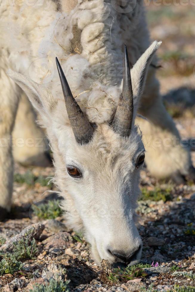 cabras selvagens das montanhas rochosas do colorado foto