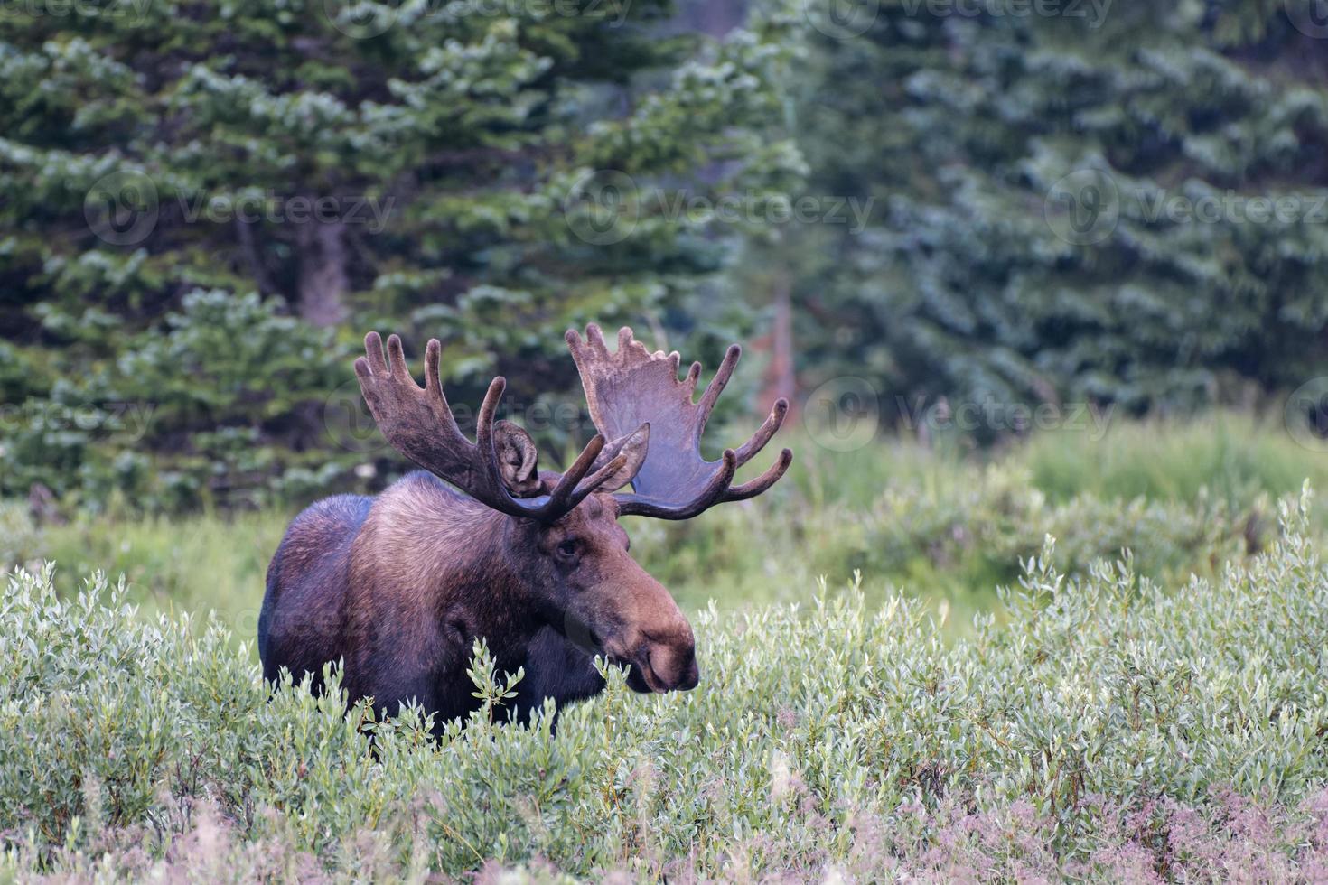 alce nas montanhas rochosas do colorado foto