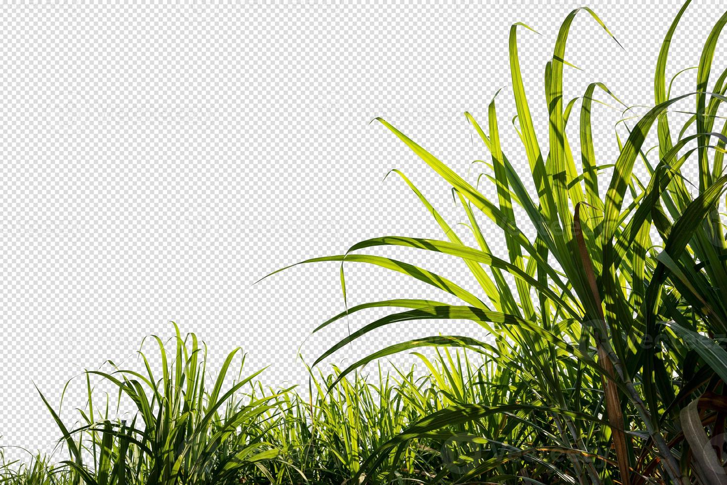 planta de açúcar verde em dia de céu azul com traçado de recorte dentro da imagem foto