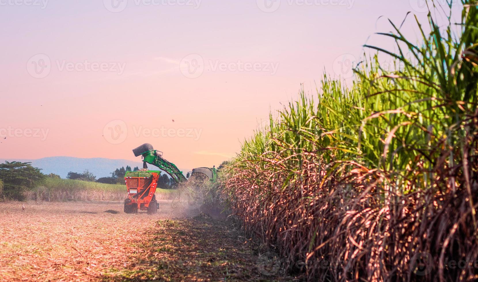trabalhando na colheita da cana-de-açúcar foto
