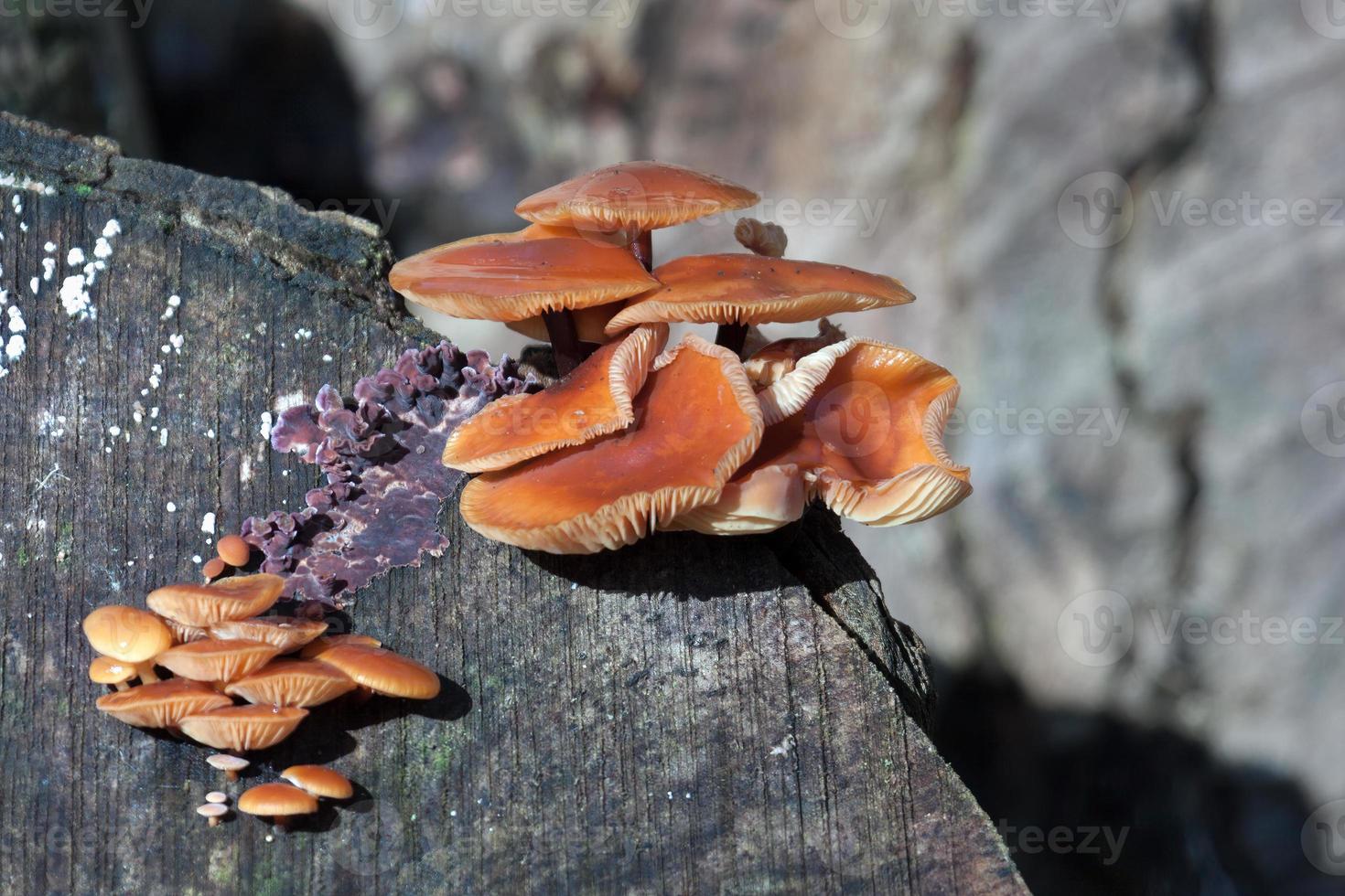 fungos de haste de veludo crescendo em um toco de árvore velha foto