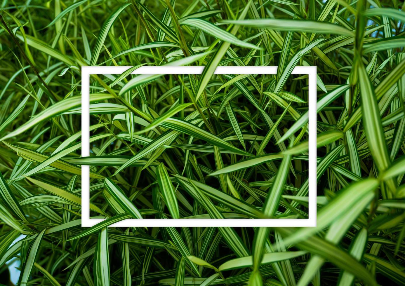 folhas verdes com layout de blog branco foto