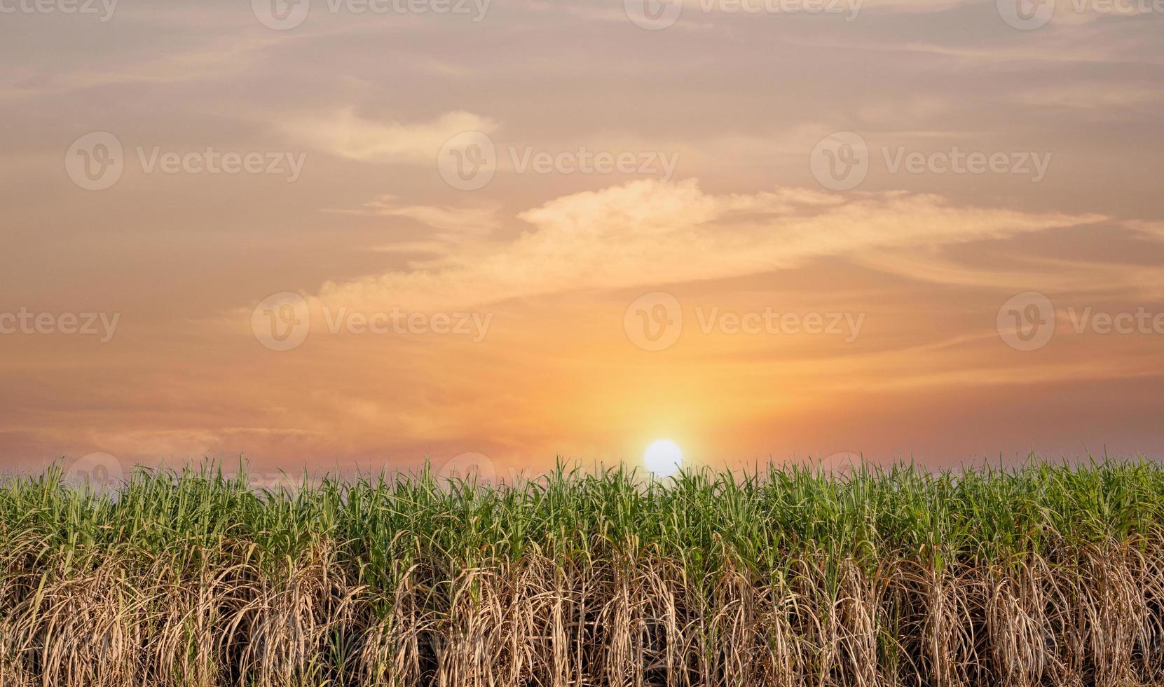 planta de açúcar verde ao pôr do sol foto