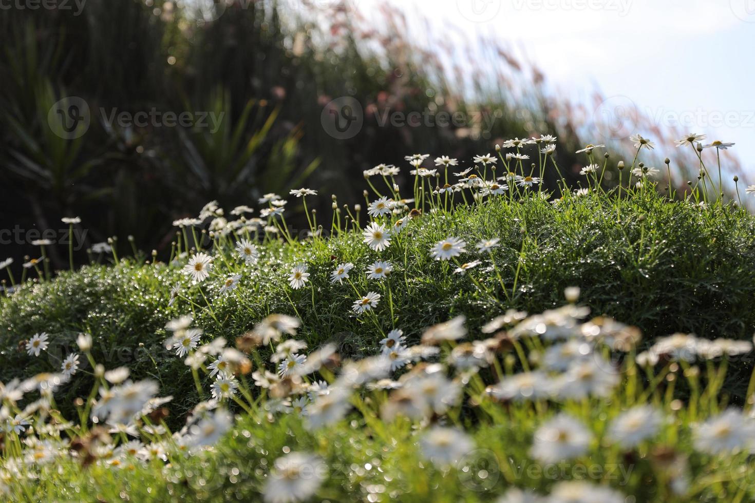 um campo de flores margaridas no prado verde foto