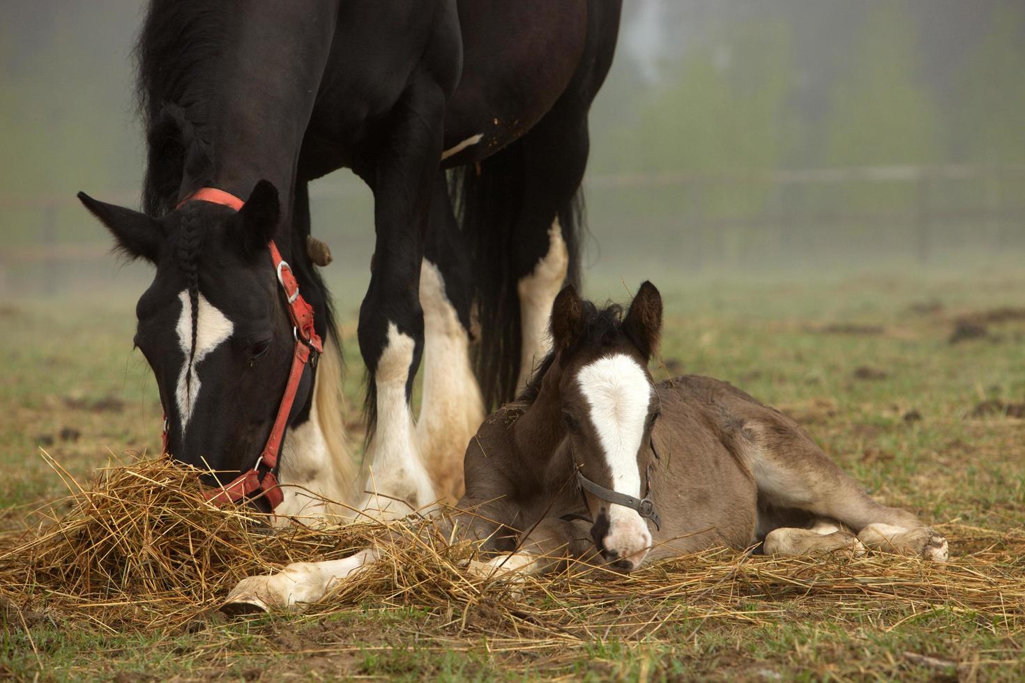 cavalo e potro estão no campo foto