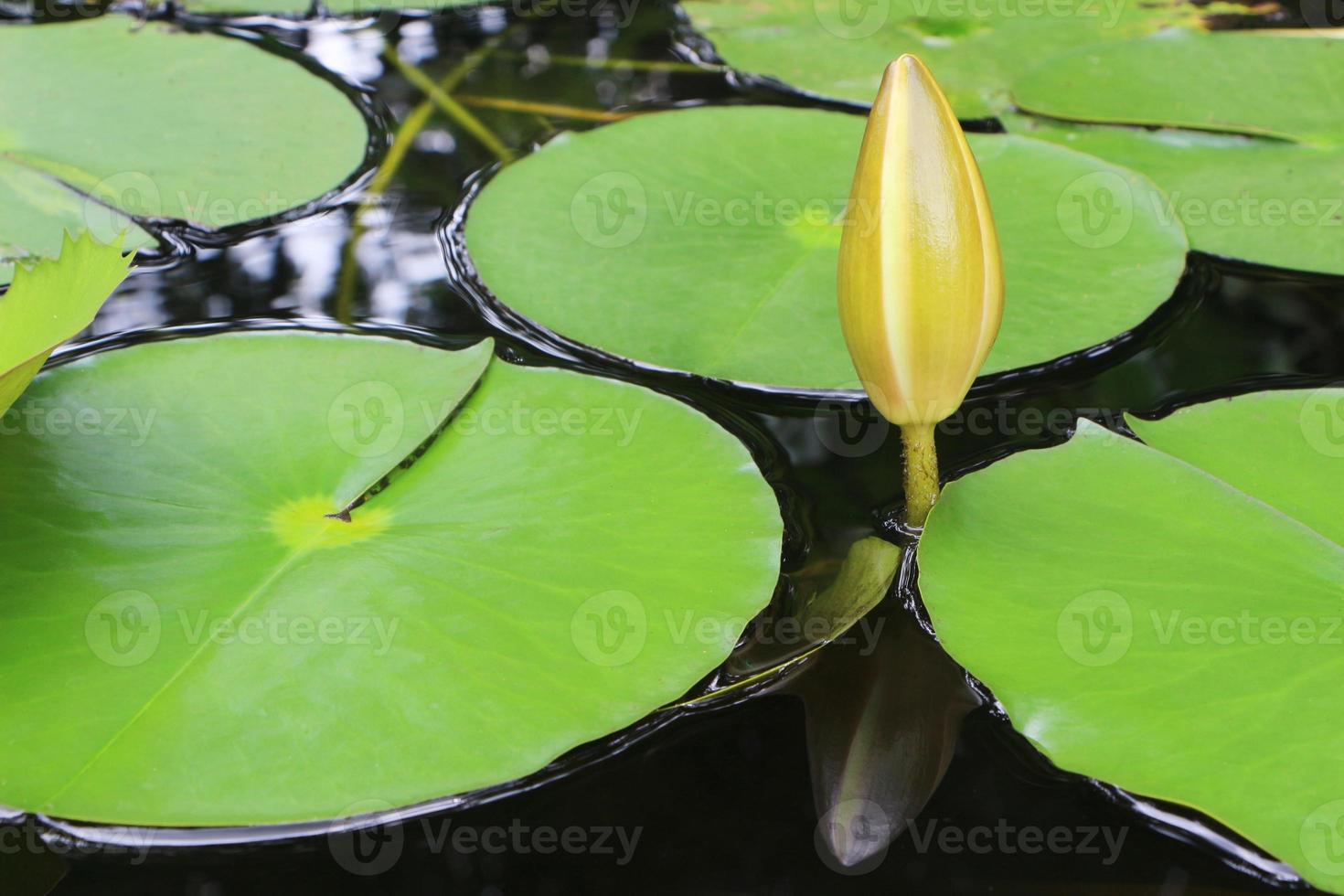botão de lótus com folhas verdes no lago. foto