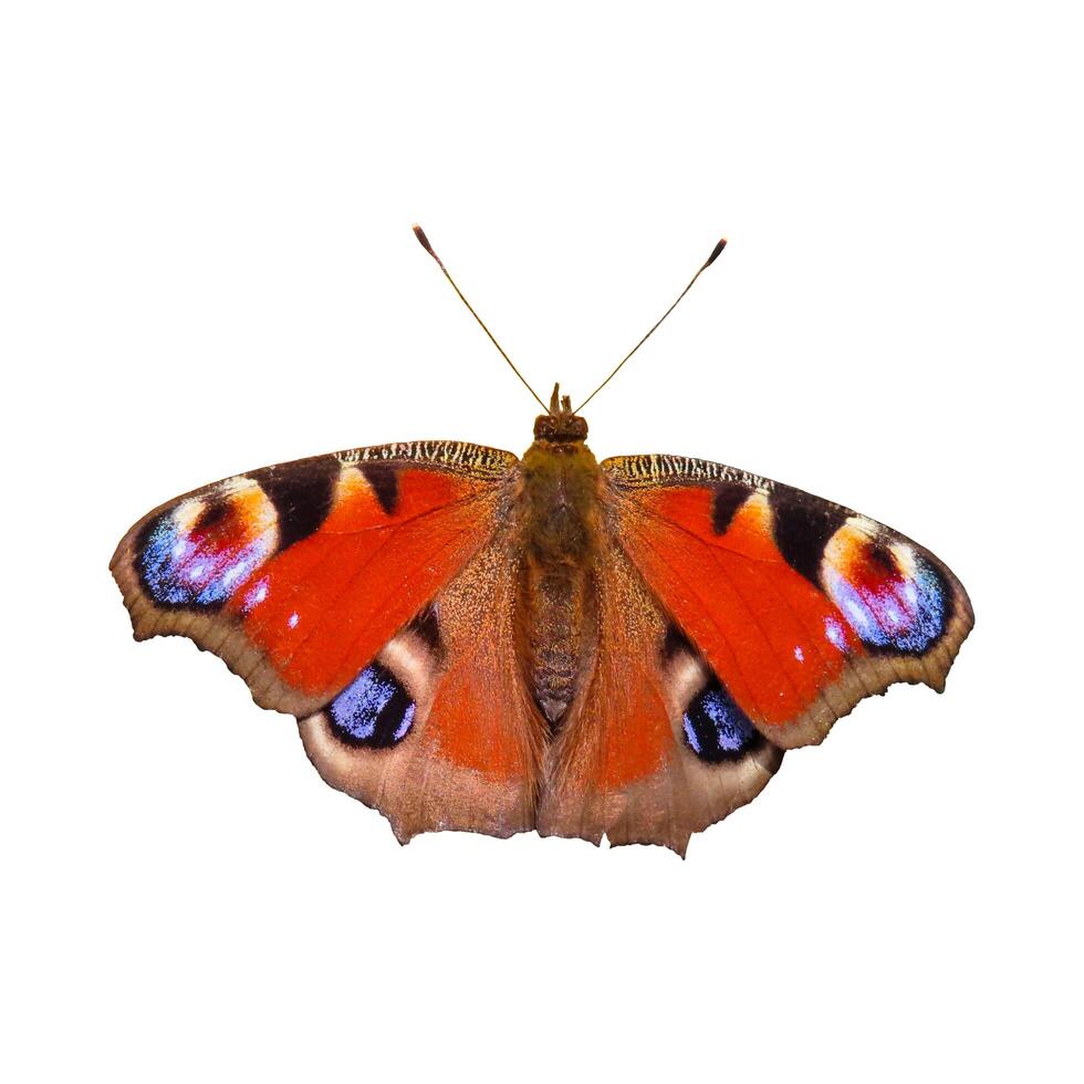 borboleta colorida solitária em um fundo branco. foto