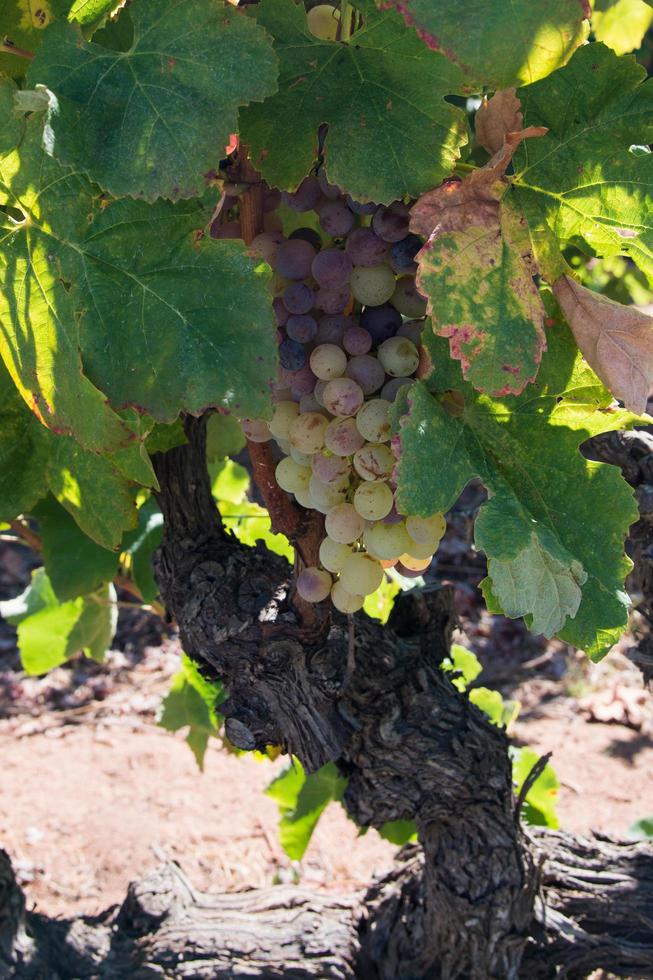 close-up de um cacho de uvas amadurecendo, cor verde e vermelha. algarve, portugal foto