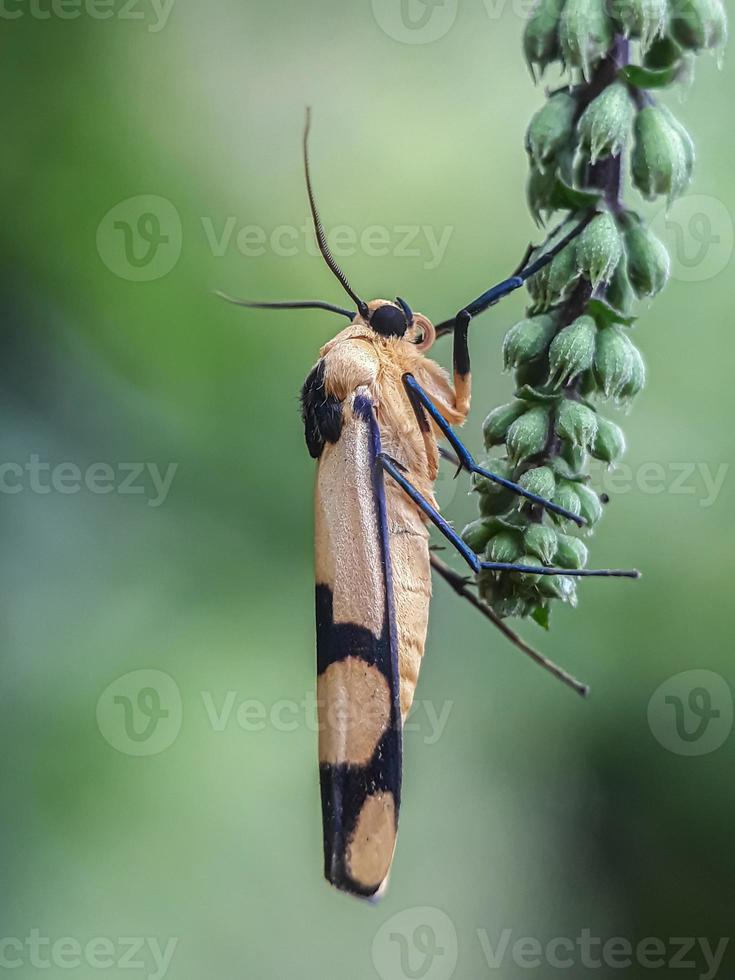 macro insetos, borboletas, mariposas, moscas, mosquitos, lagartas, louva-a-deus em galhos, flores de folhas com fundo natural foto