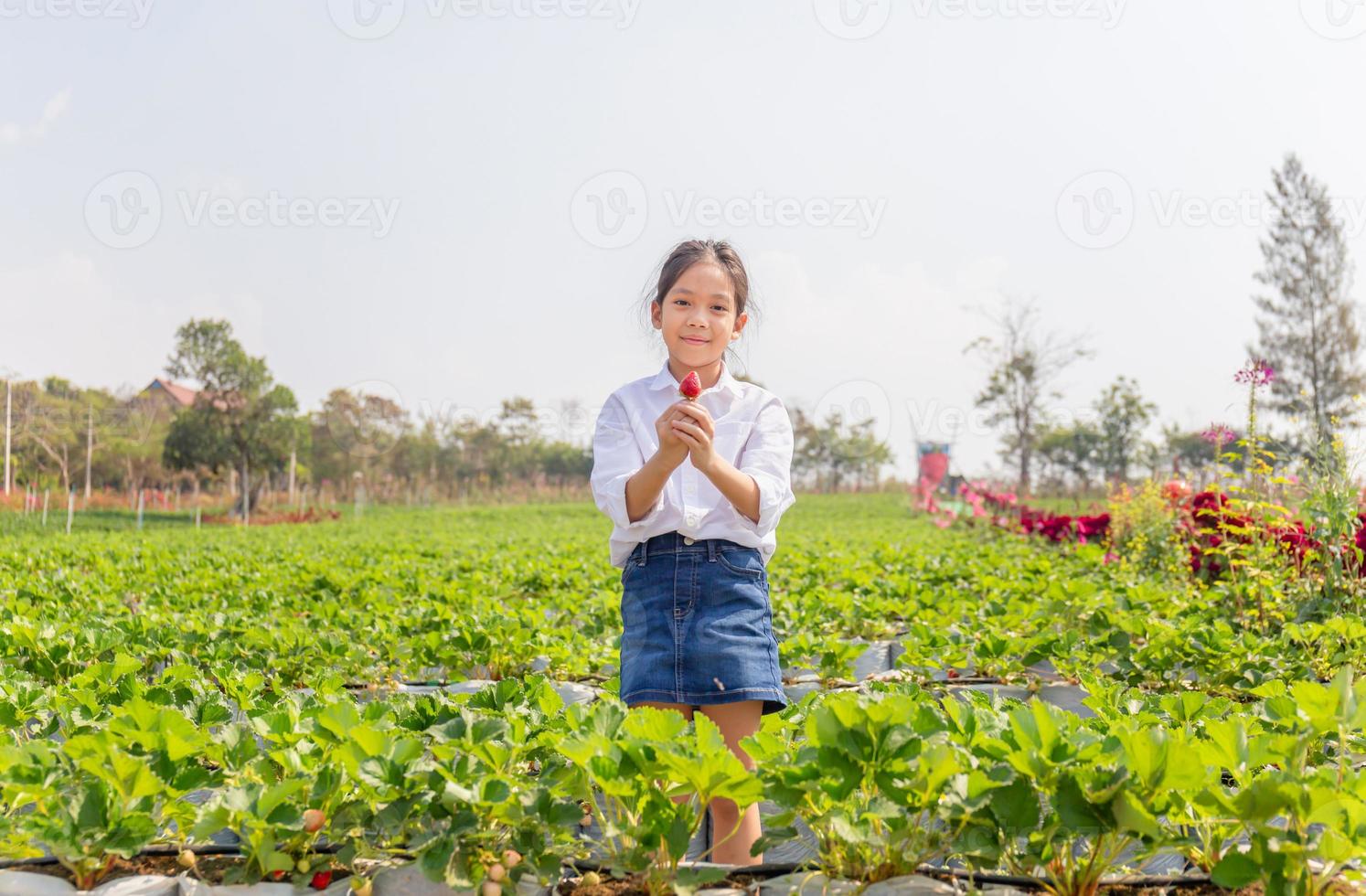 menina feliz segurando morangos orgânicos vermelhos frescos no jardim foto