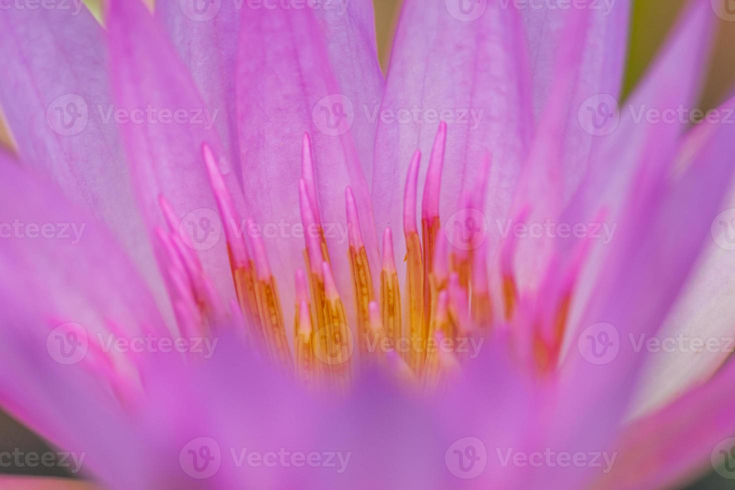 flor de lótus roxa, tailândia foto