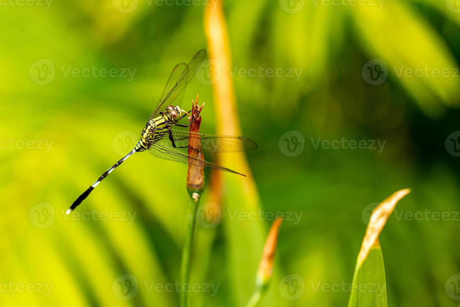 uma libélula verde com listras pretas empoleiradas em um botão de flor de íris amarela, fundo de folhagem verde turva foto