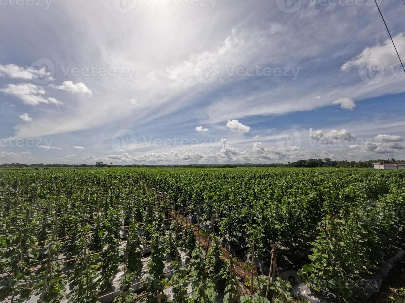 vista do campo de pepino em dia ensolarado contra o fundo do céu azul brilhante e nuvens brancas, cena rural foto