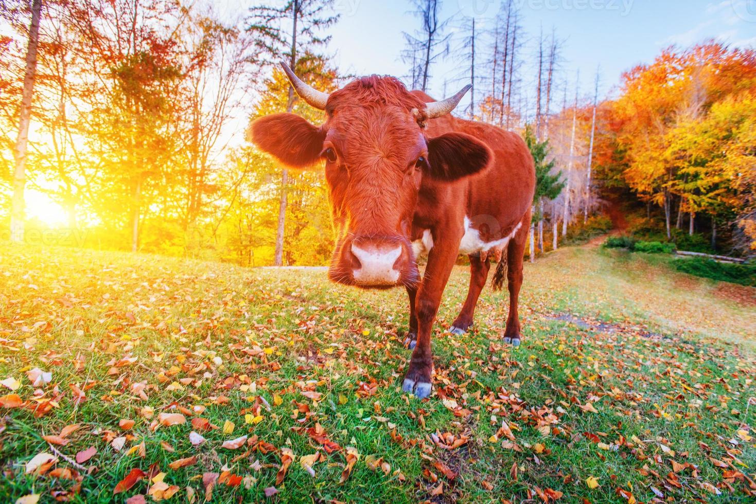 vaca na grama verde foto