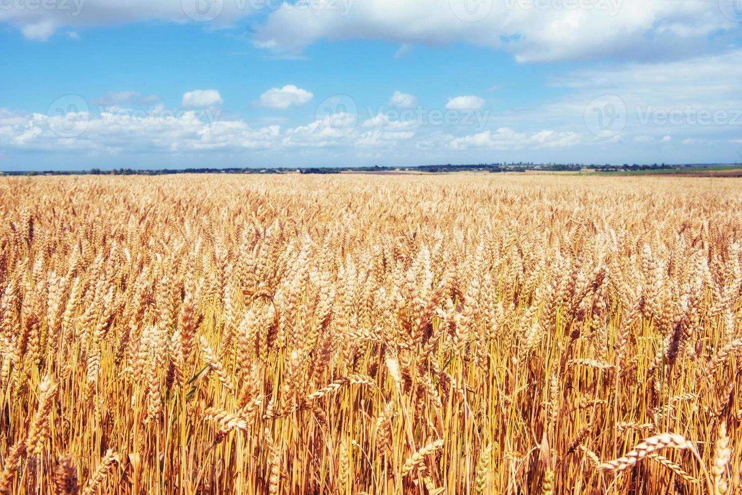 céu azul e campo de trigo dourado. foto