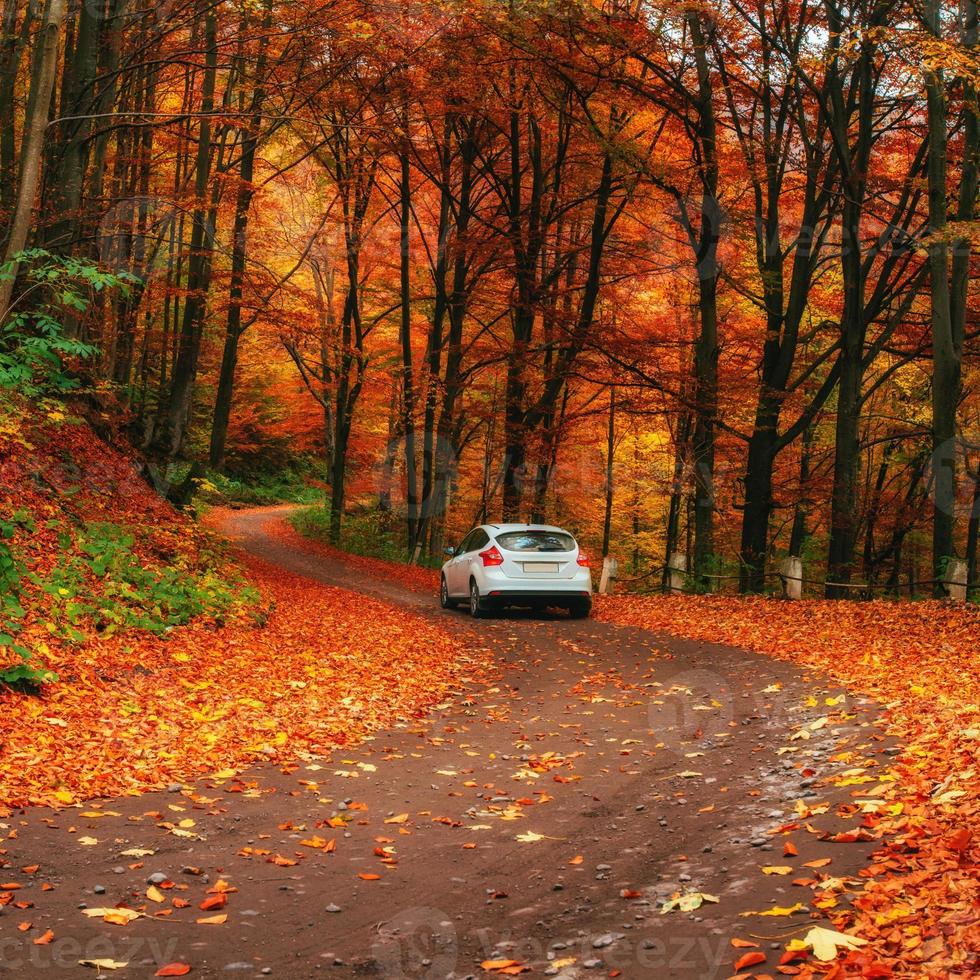 carro em um caminho na floresta foto