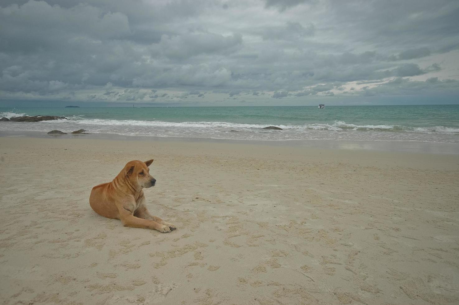 cachorro tailandês deita na praia foto