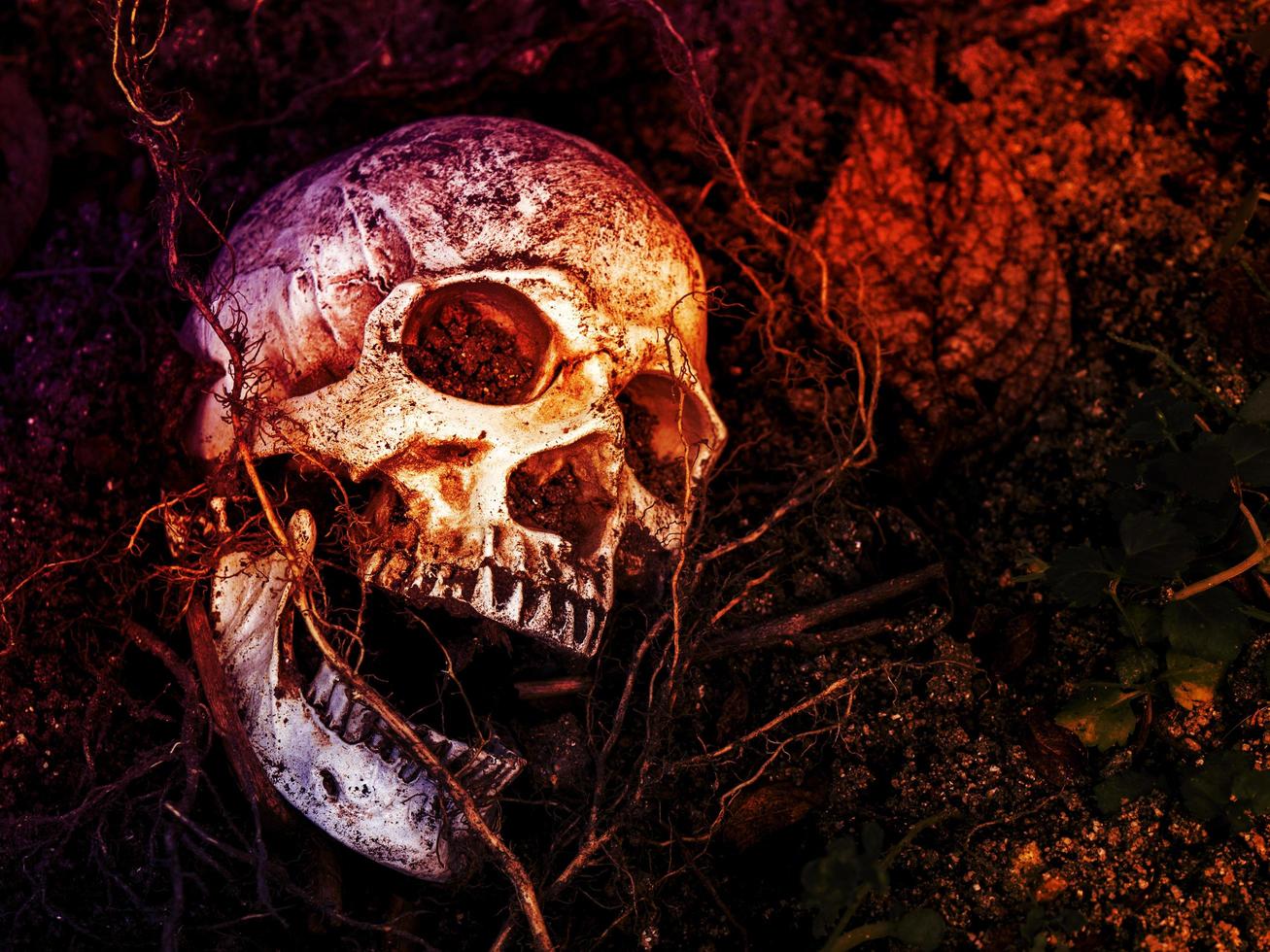 na frente do crânio humano enterrado no solo com as raízes da árvore ao lado. o crânio tem sujeira presa ao crânio. conceito de morte e halloween foto