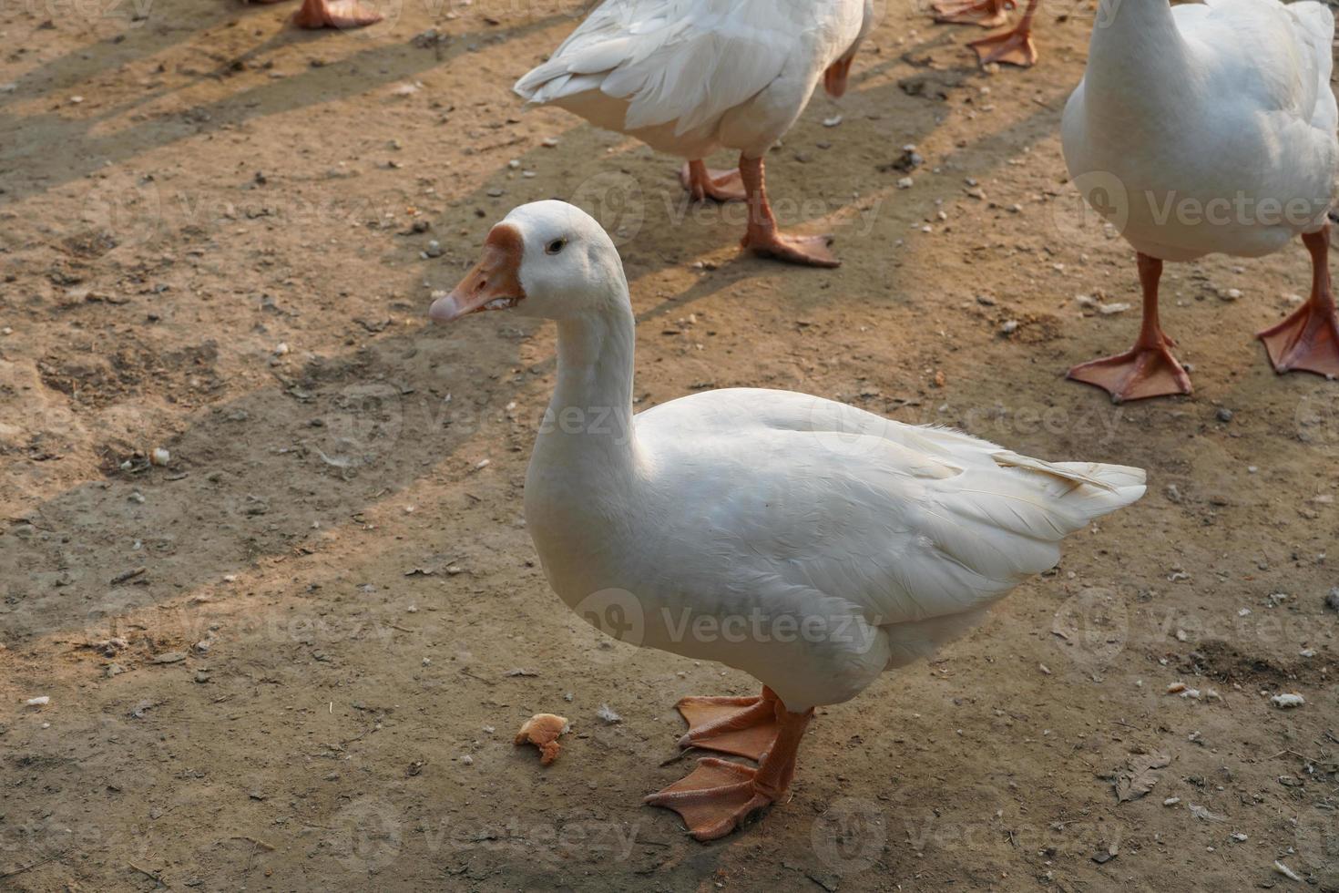 imagens de cisne indiano bela imagem foto